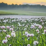 Dalhof Bed & Breakfast Berg en Dal