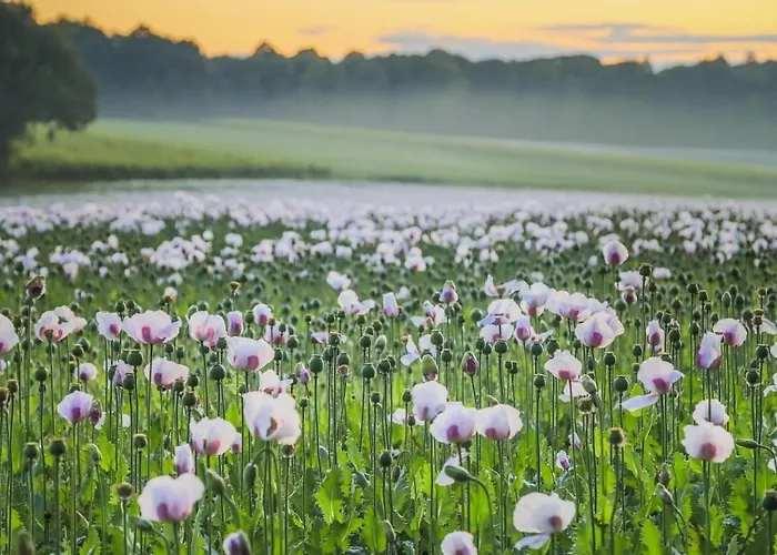 Dalhof Bed & Breakfast Berg en Dal